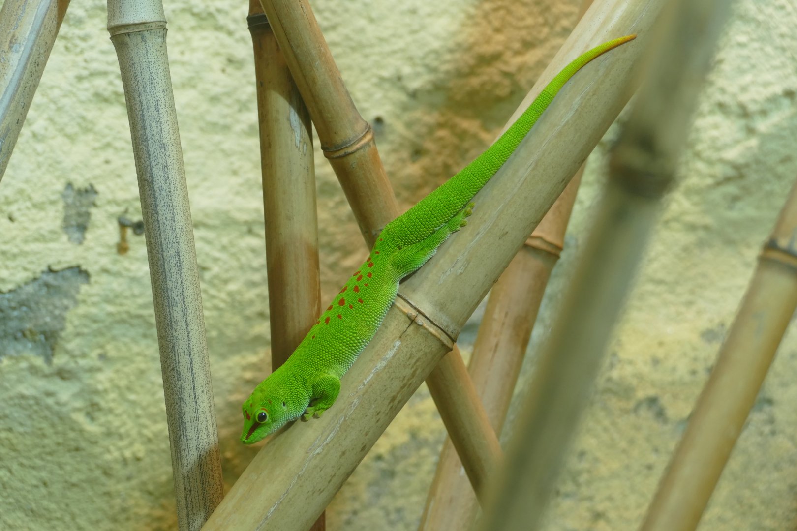 Giant Madagascar day gecko