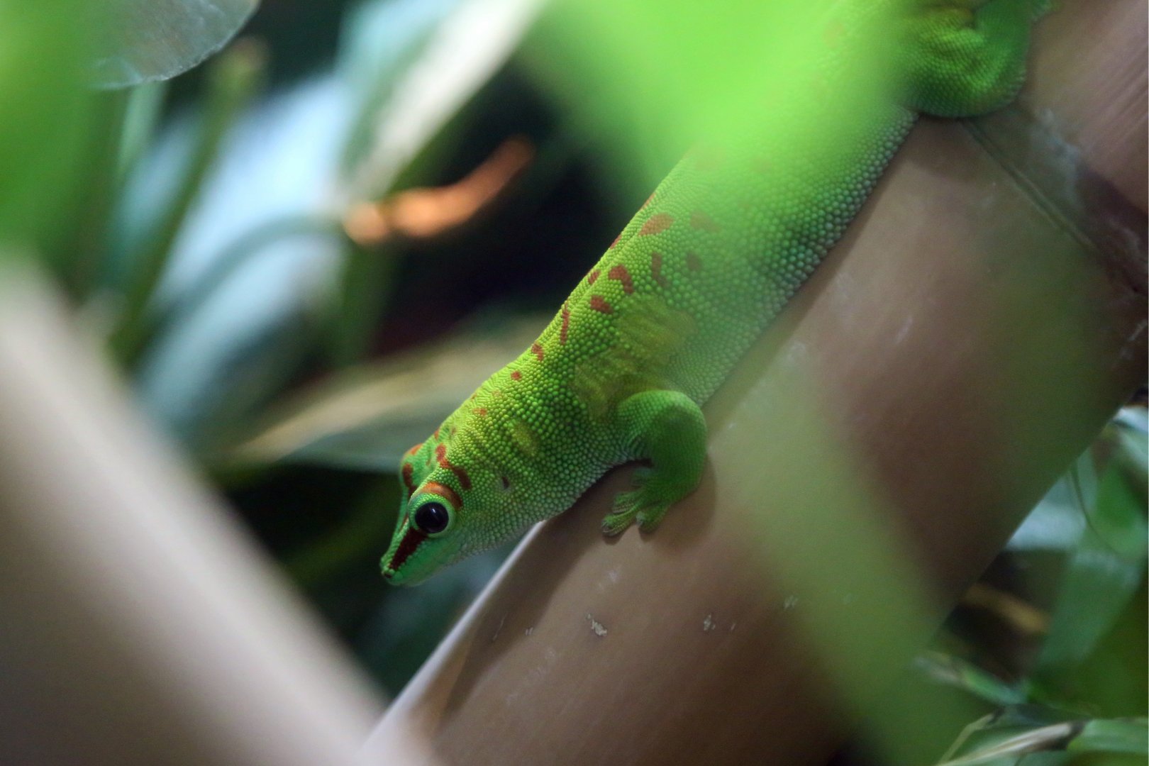 Giant Madagascar Day Gecko