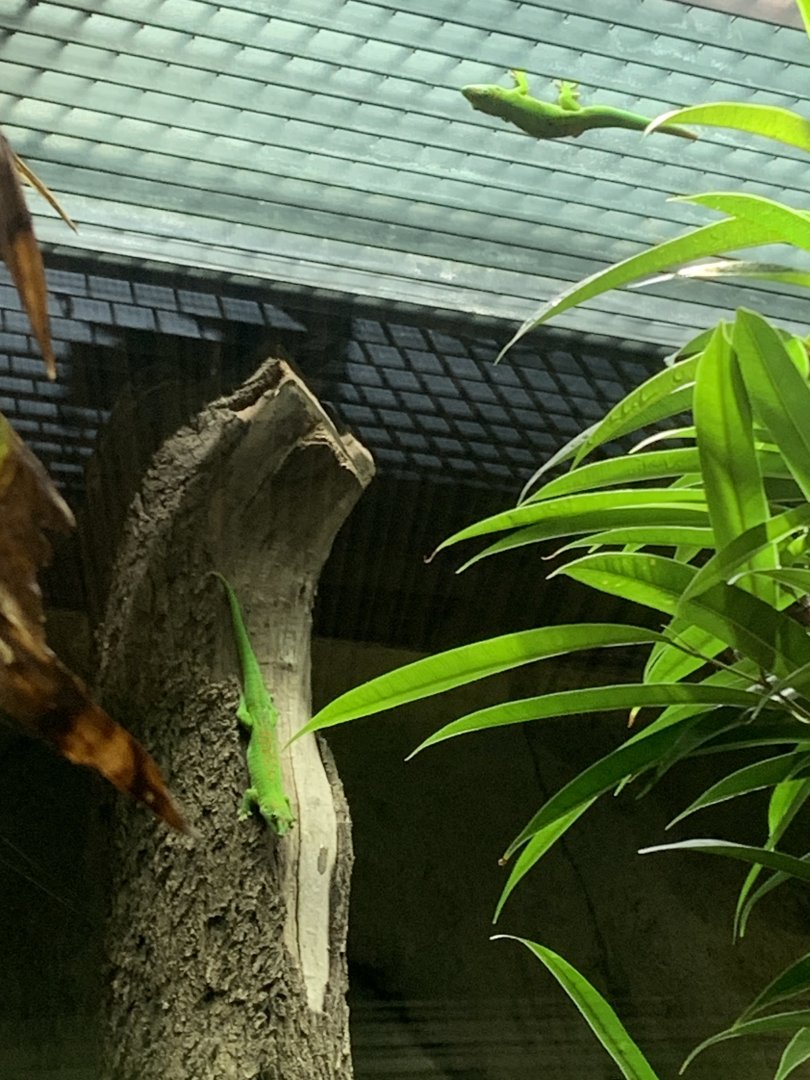 Giant madagascar day geckos