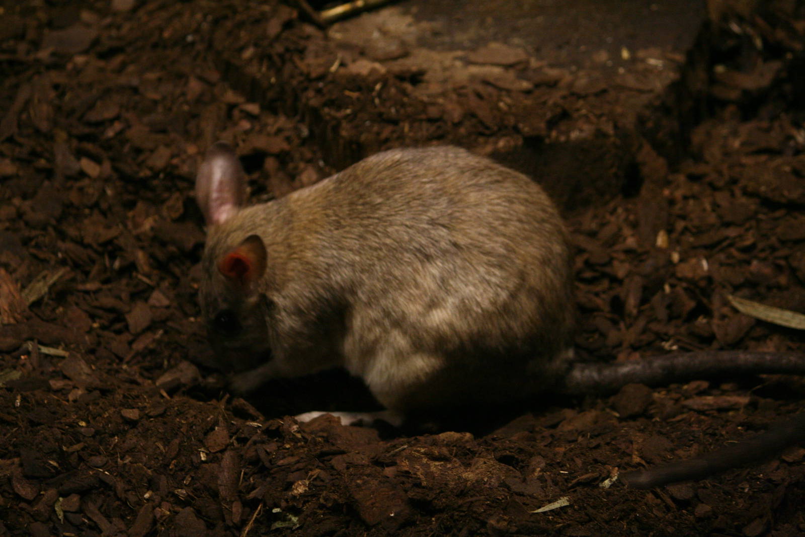 Giant Madagascar jumping rat