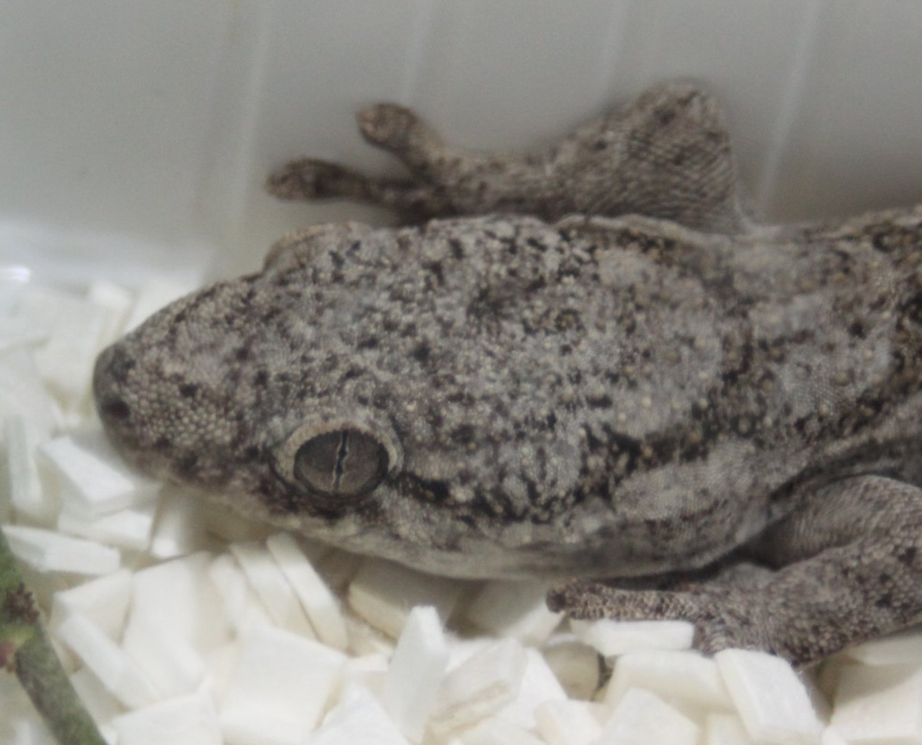 Giant Madagascar velvet gecko - Blaesodactylus sakalava