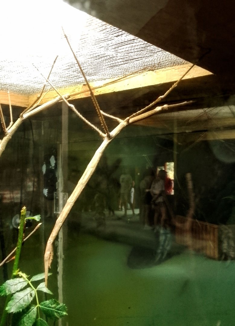 Giant Magnus Stick Insect 290625