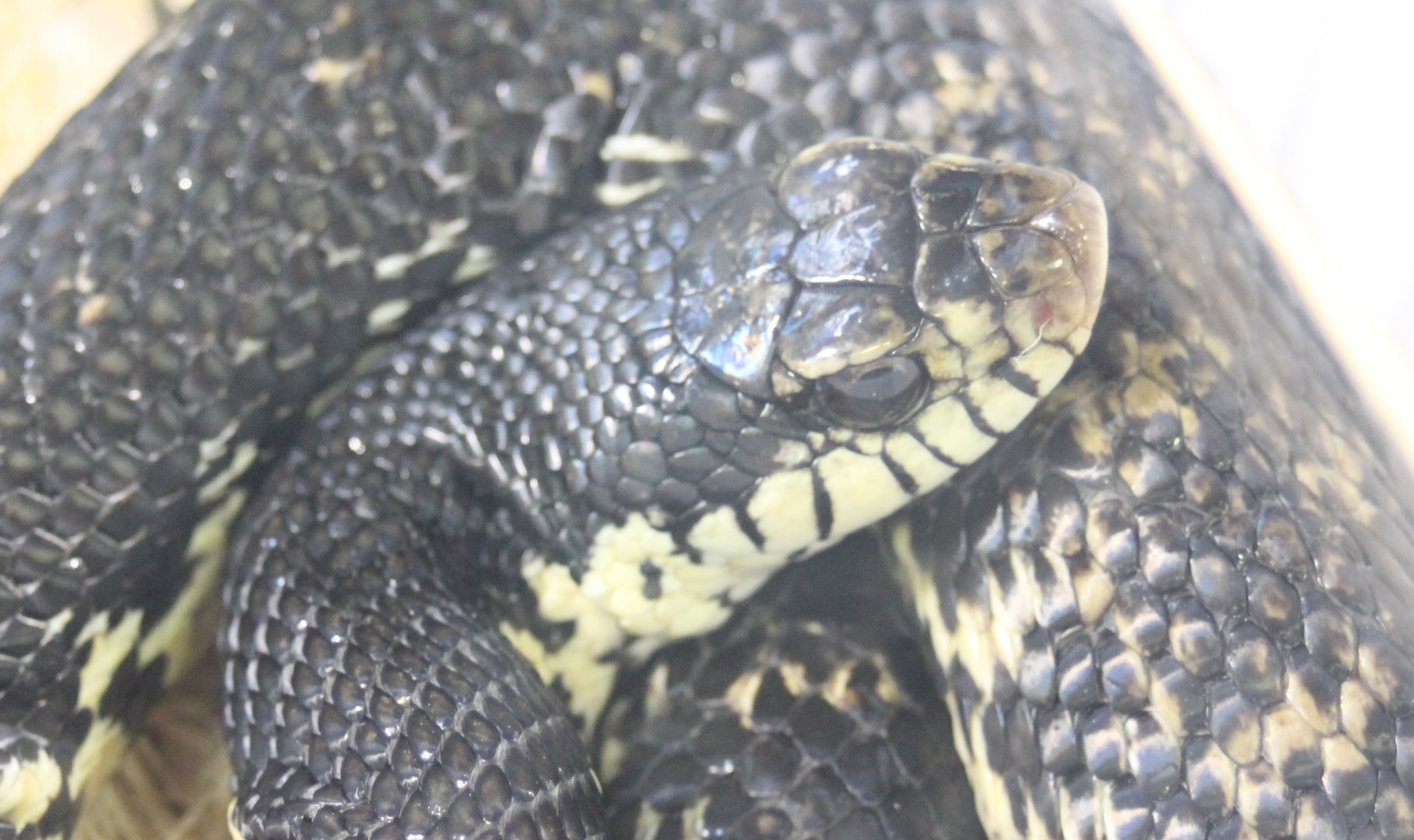 Giant malagassy hognose - Leiohetrodon madagascariensis