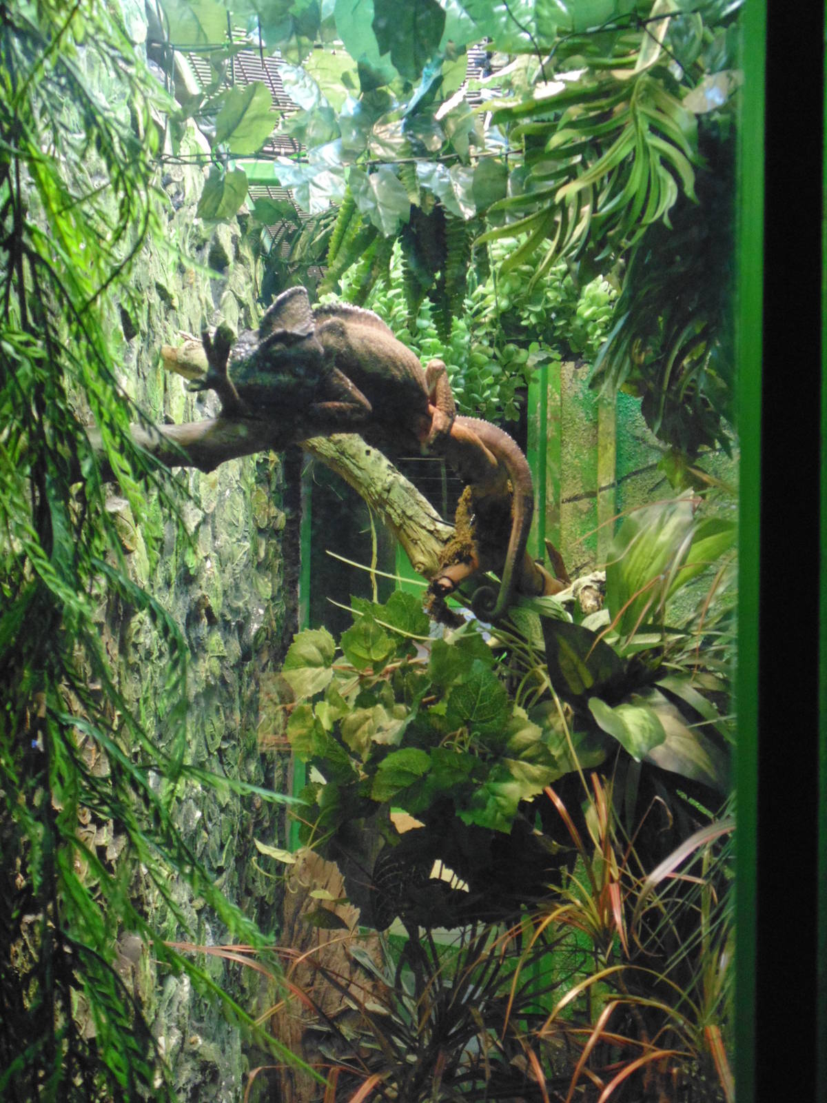 Giant  Malagasy Chameleon