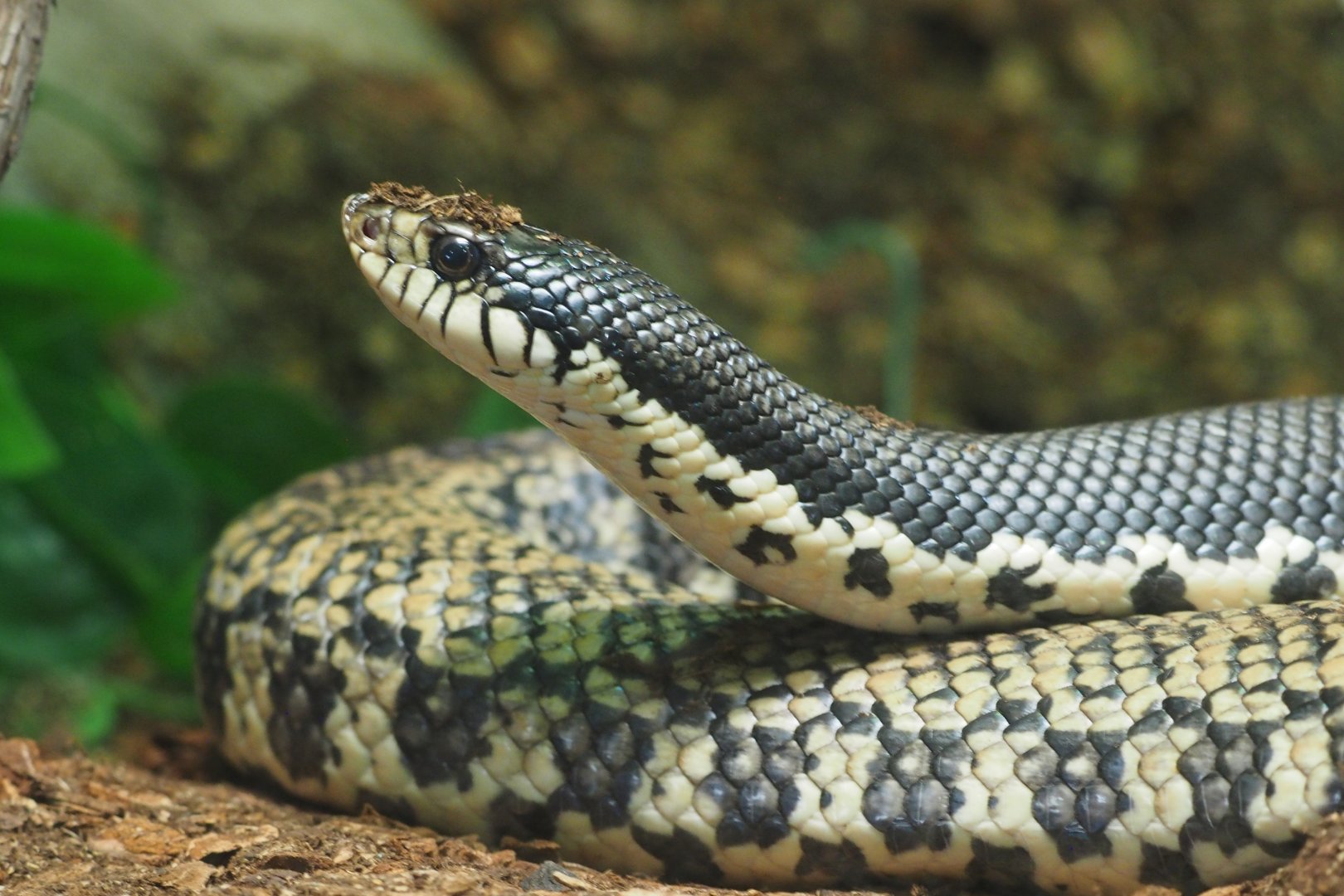 Giant Malagasy hognose snake