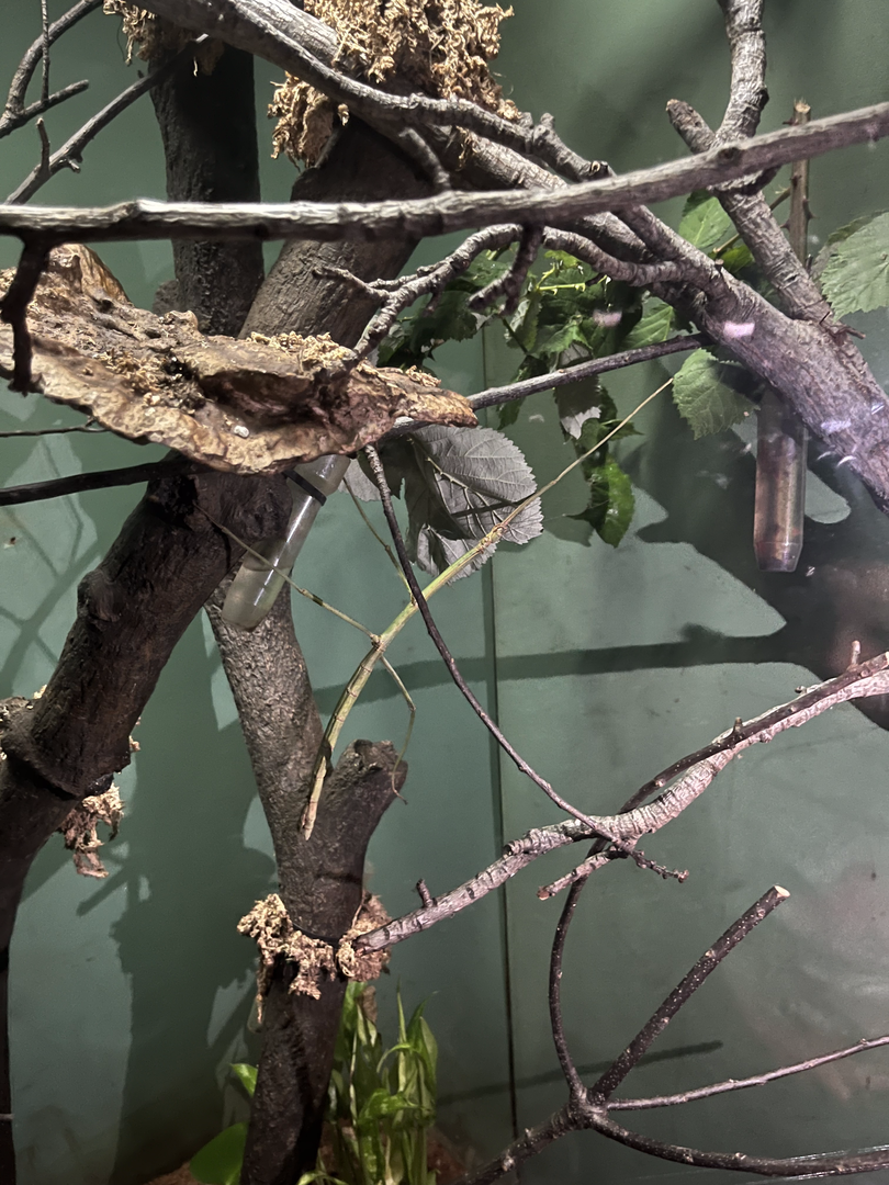 Giant Malayan stick insect