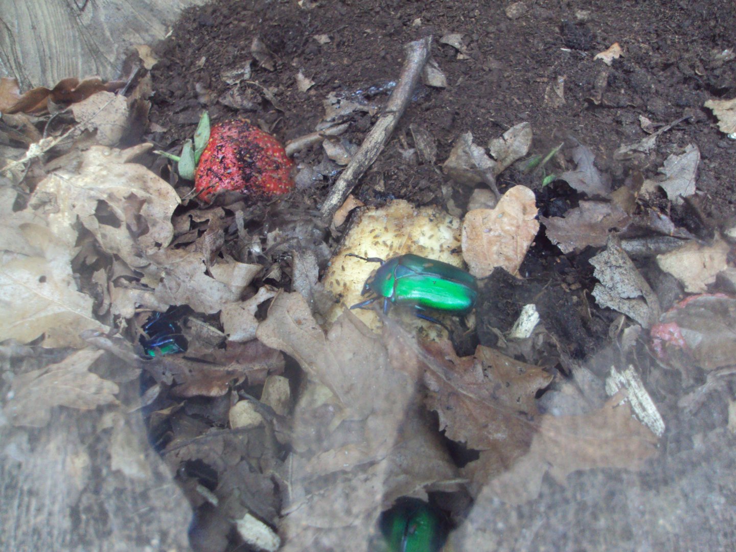 Giant Malaysian Jewel Beetle (Rhomborrhina gigantea) 28/05/2019