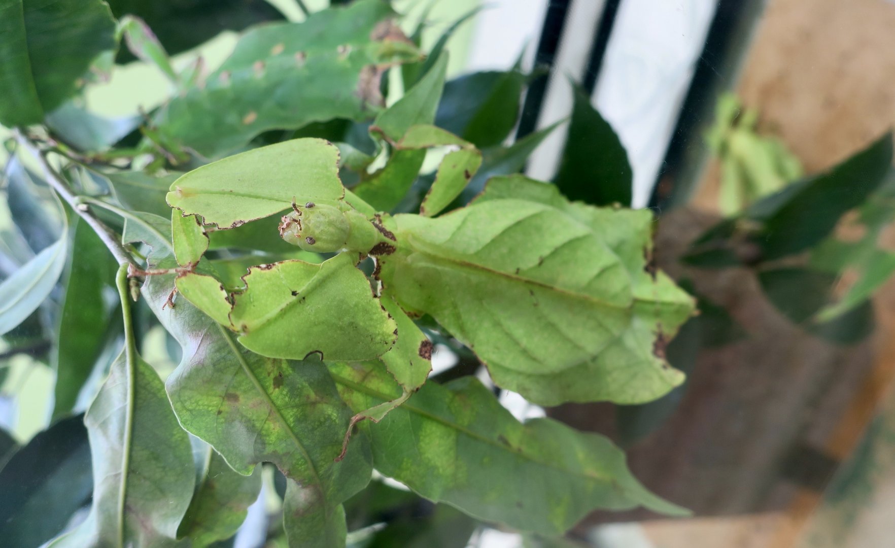 Giant Malaysian Leaf Insect (Pulchriphyllium giganteum)