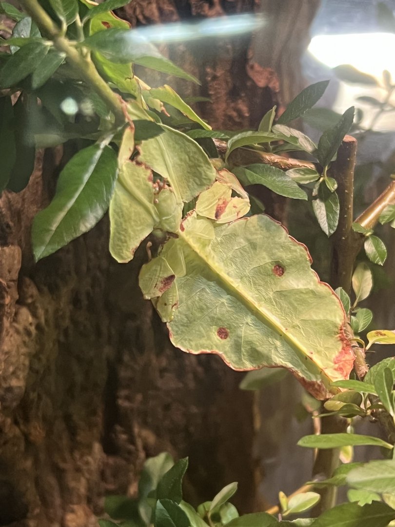 Giant Malaysian Leaf Insect
