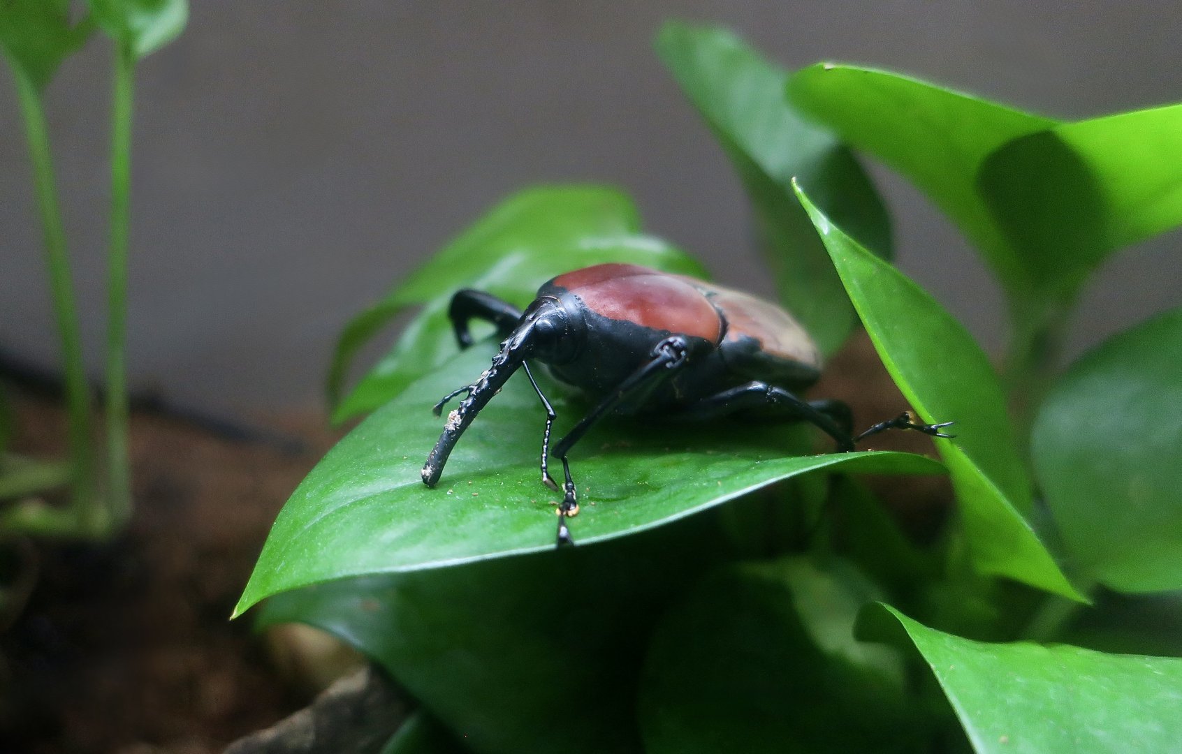 Giant Malaysian Weevil (Macrochirus praetor)