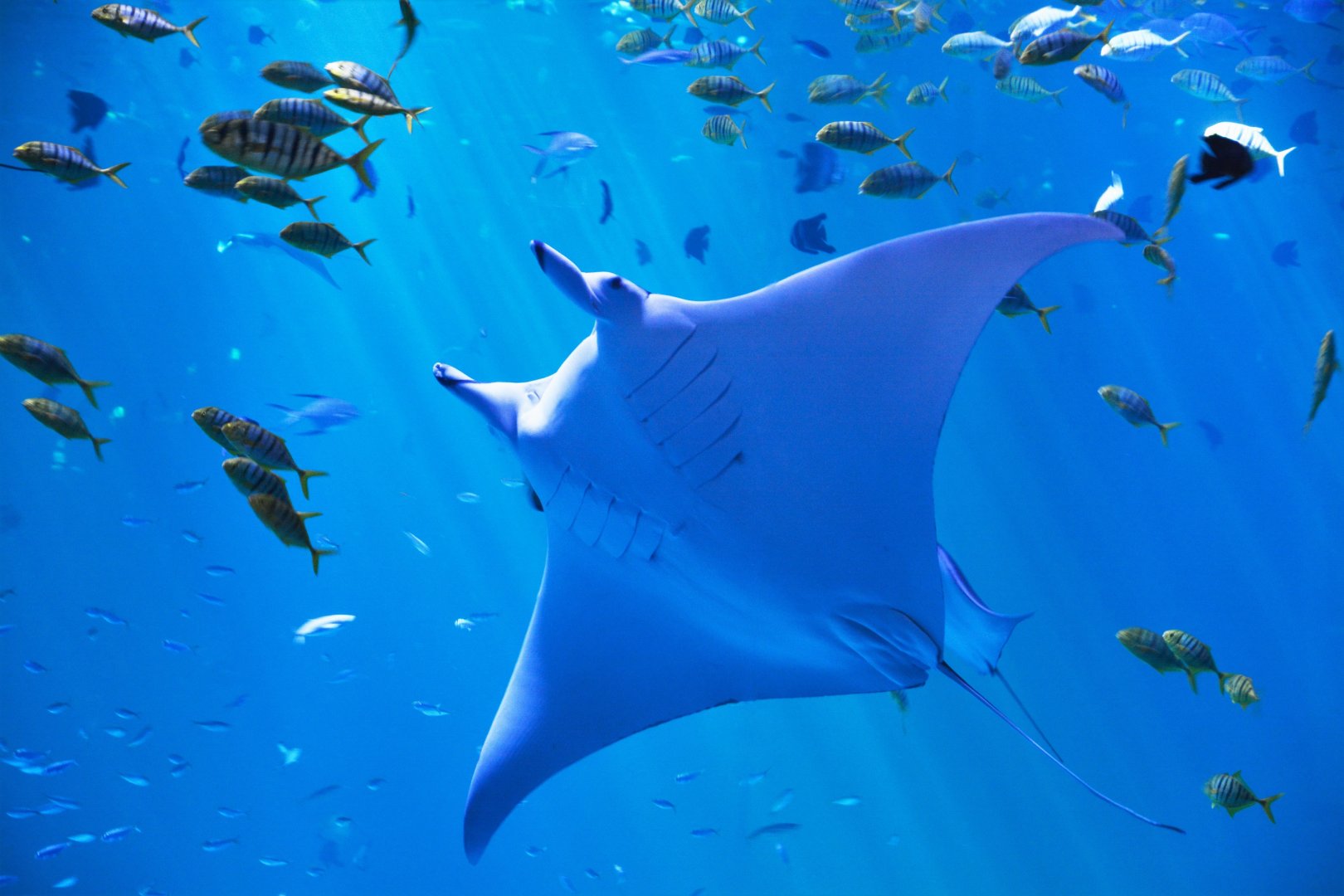 Giant manta (Manta birostris)