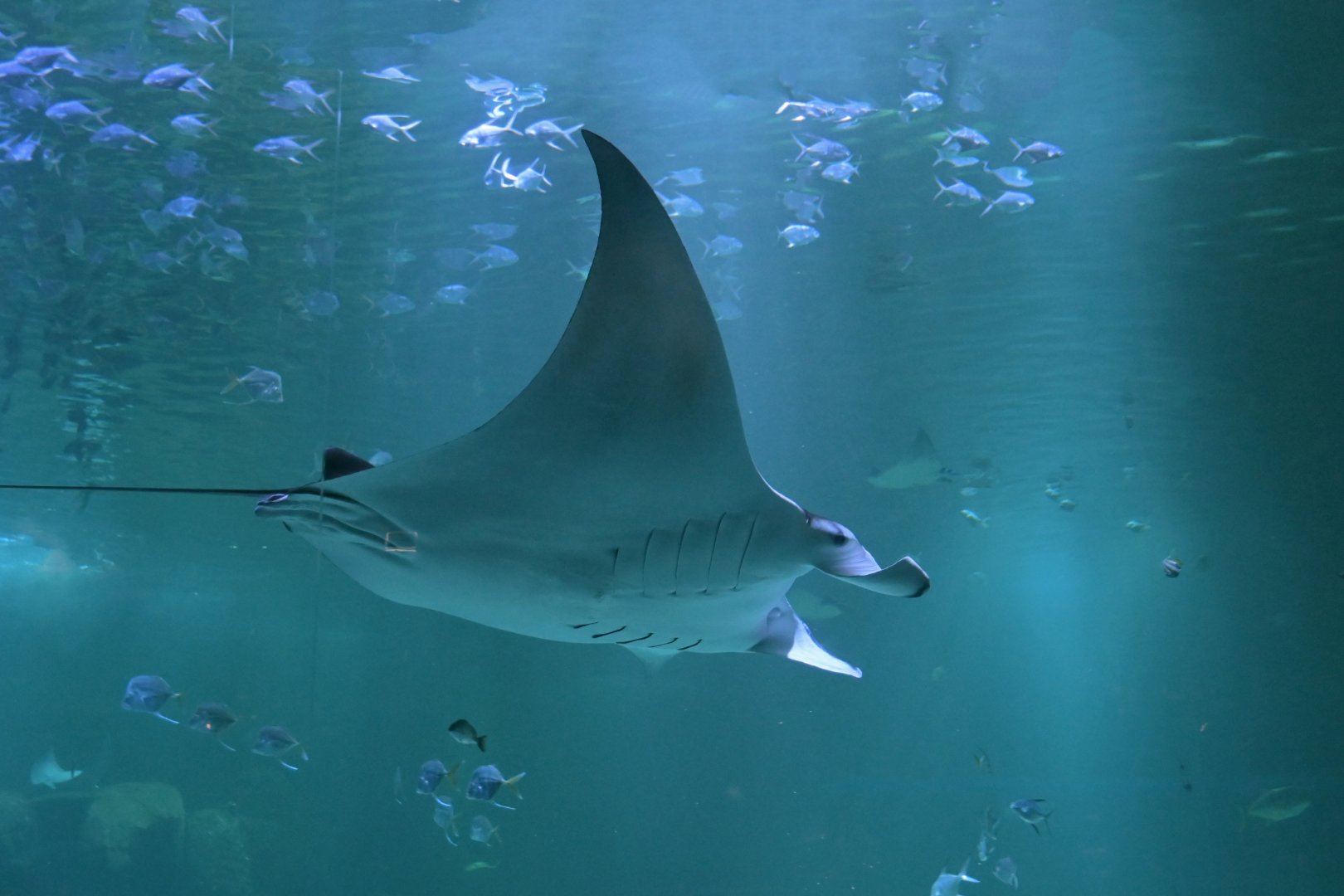 Giant manta ray (Mobula birostris)