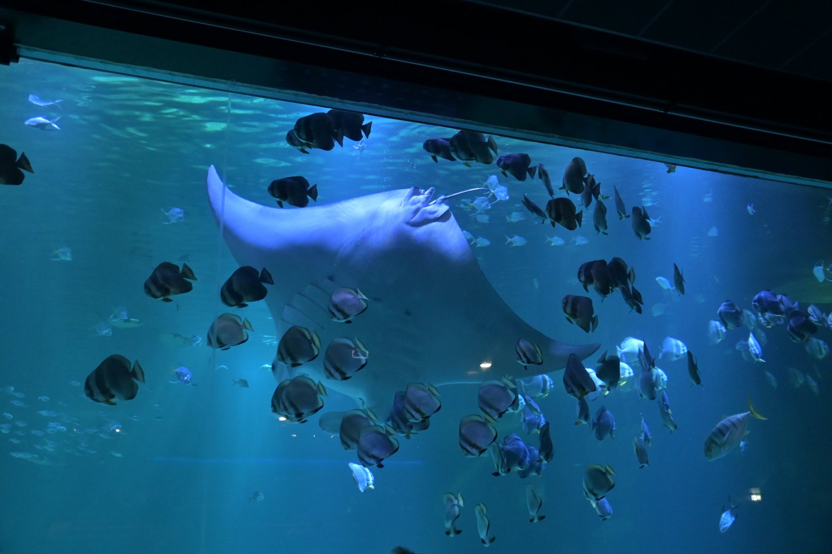 Giant manta ray (Mobula birostris)