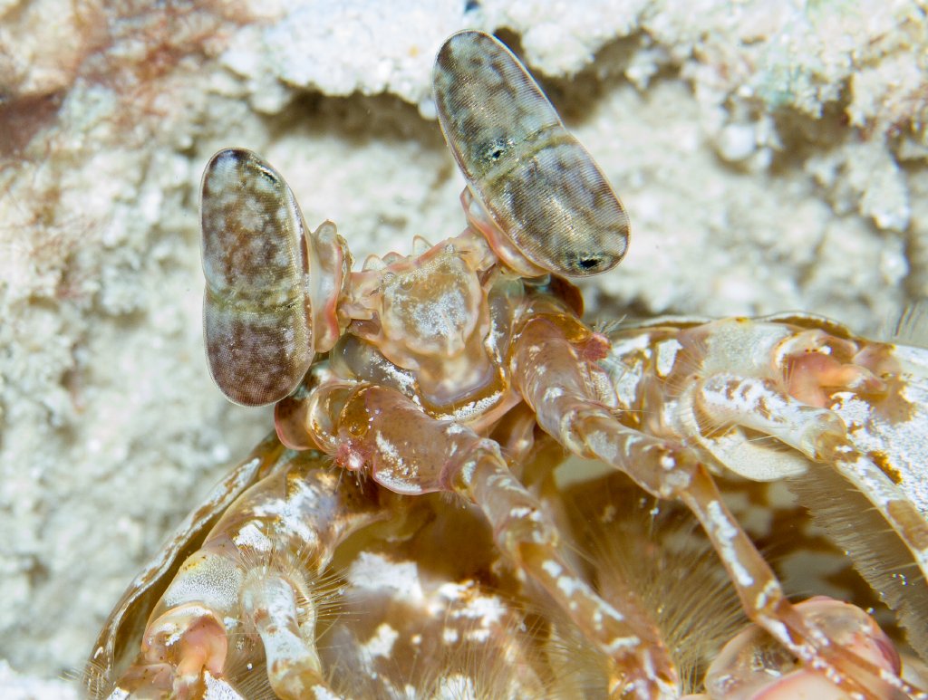 Giant Mantis Shrimp eyes