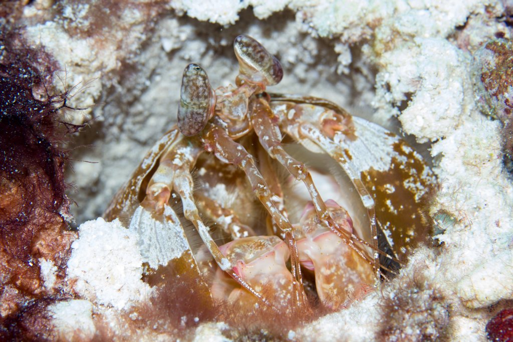 Giant Mantis Shrimp