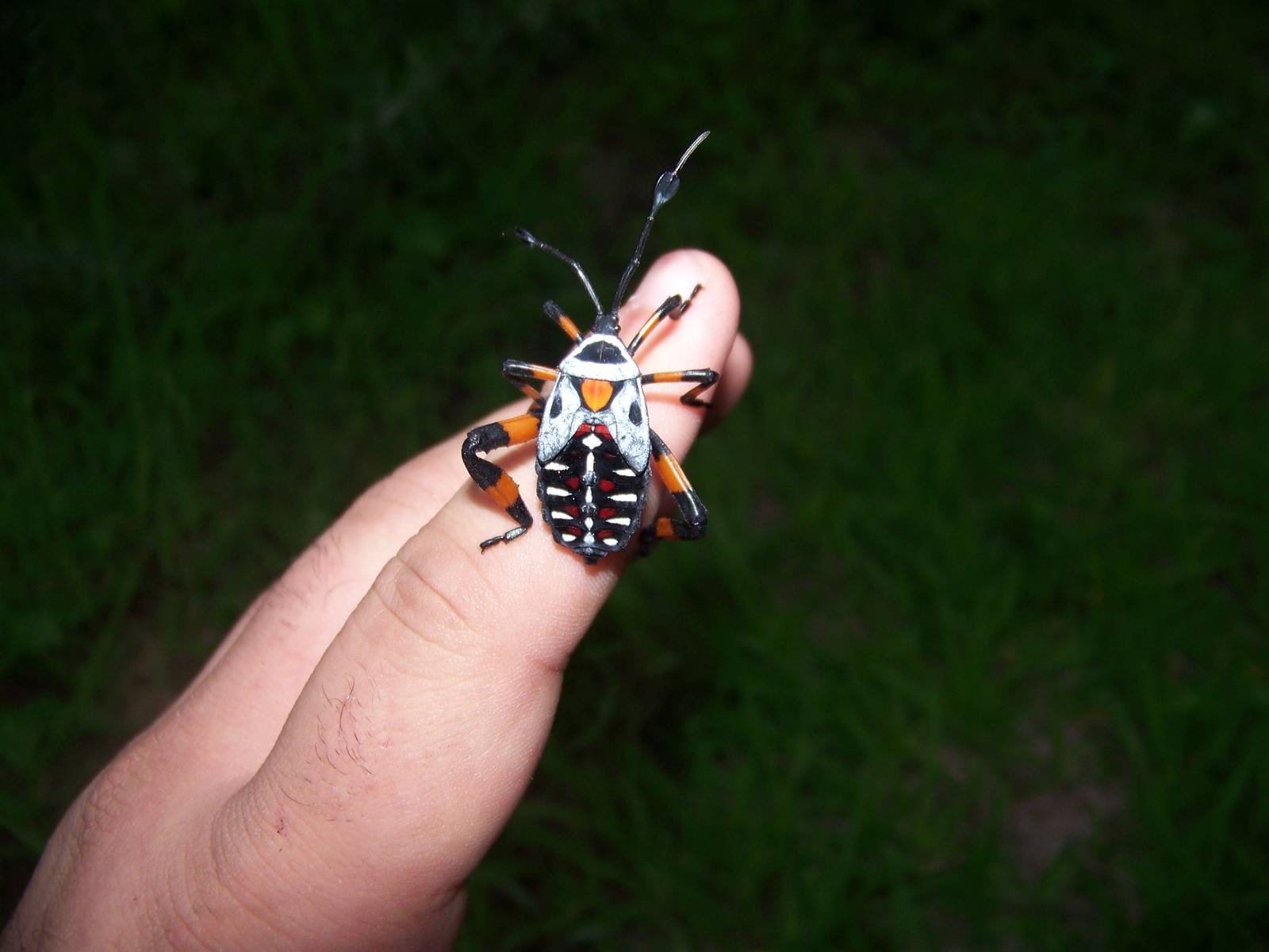 Giant mesquite bug (nymph)