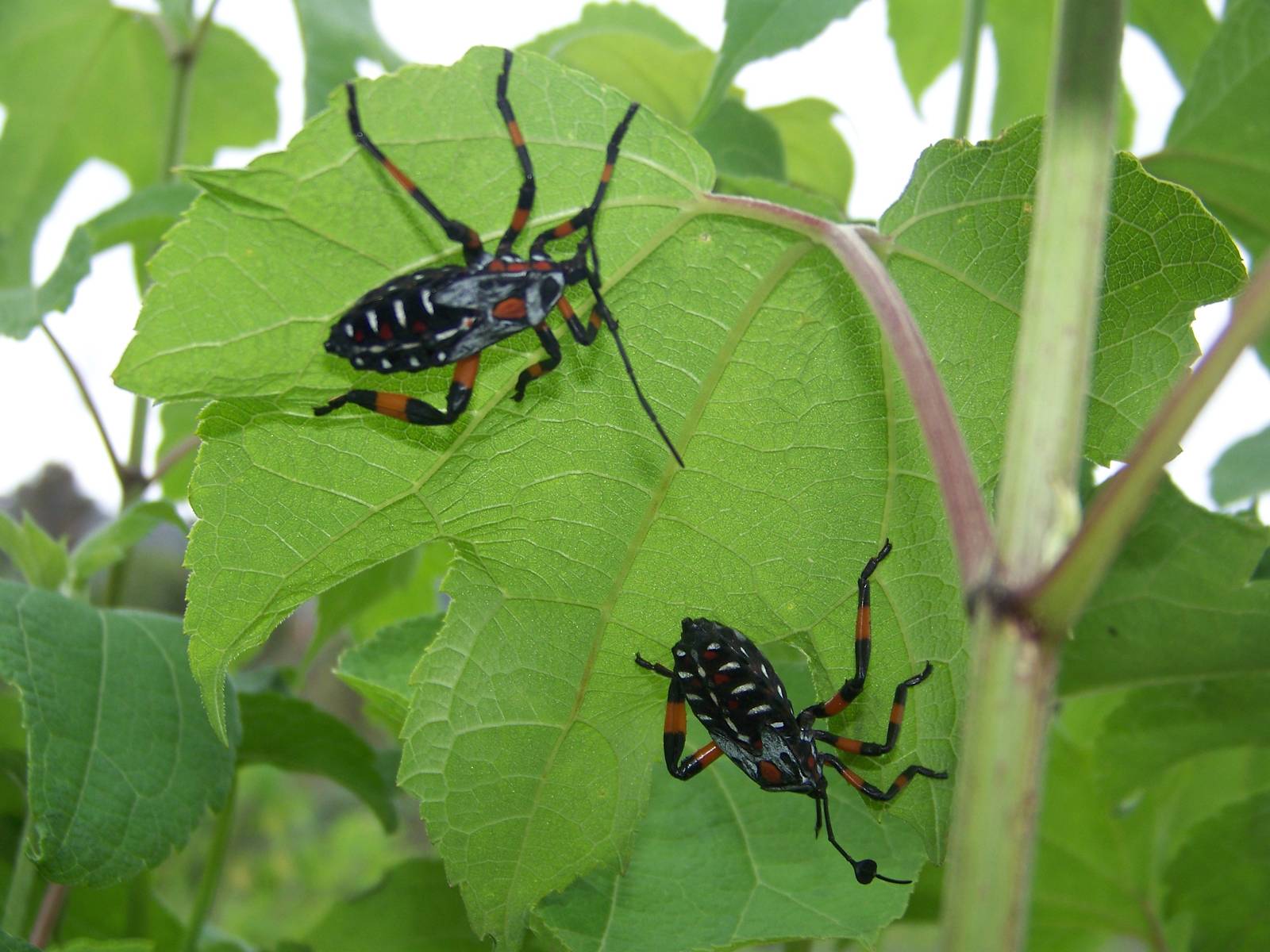 Giant mesquite bug nymphs