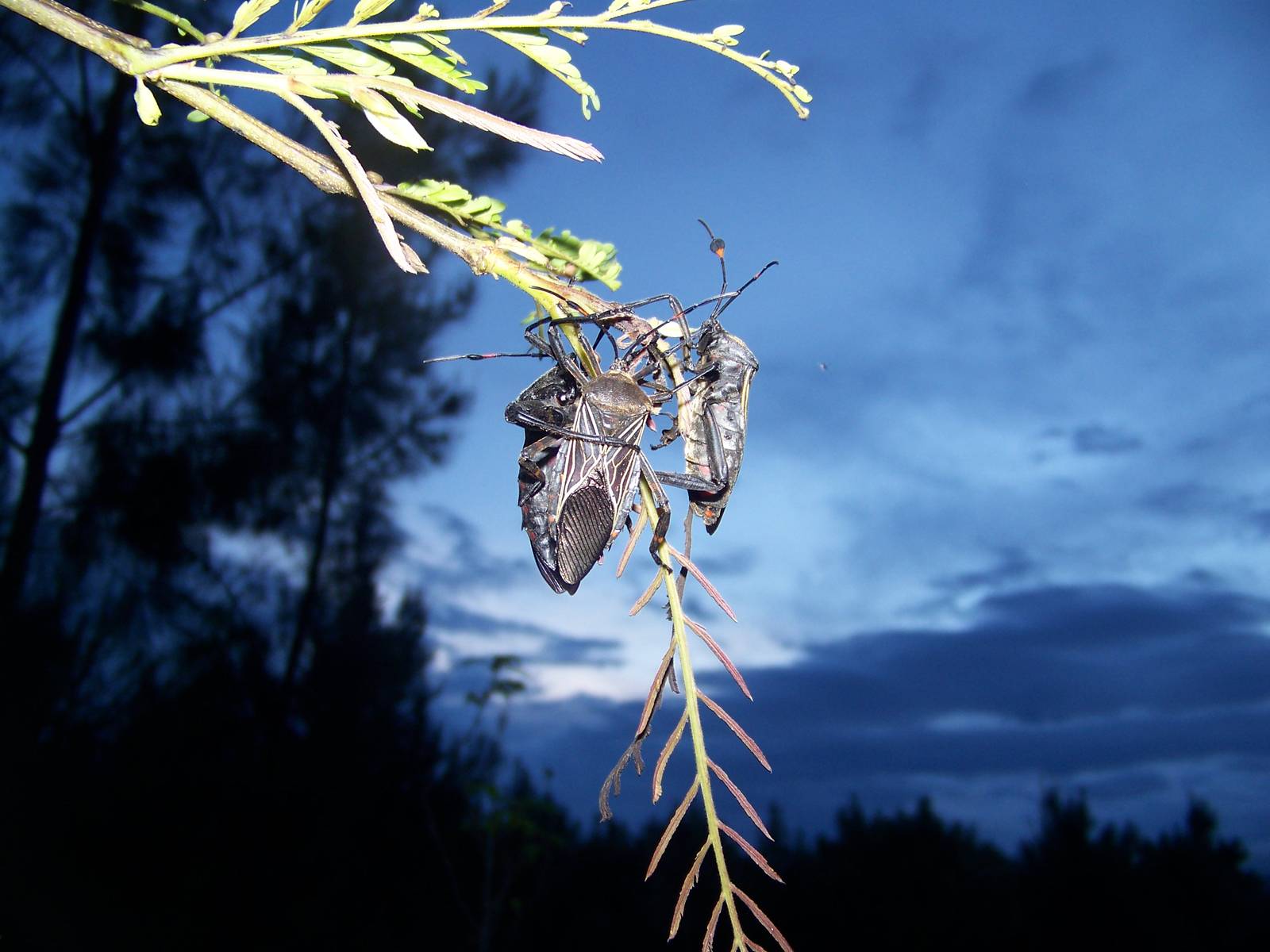 Giant mesquite bugs (Adults)