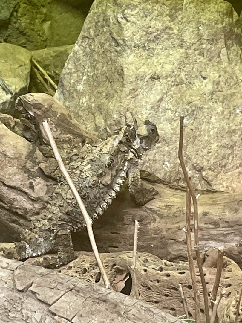 Giant Mexican Horned Lizard