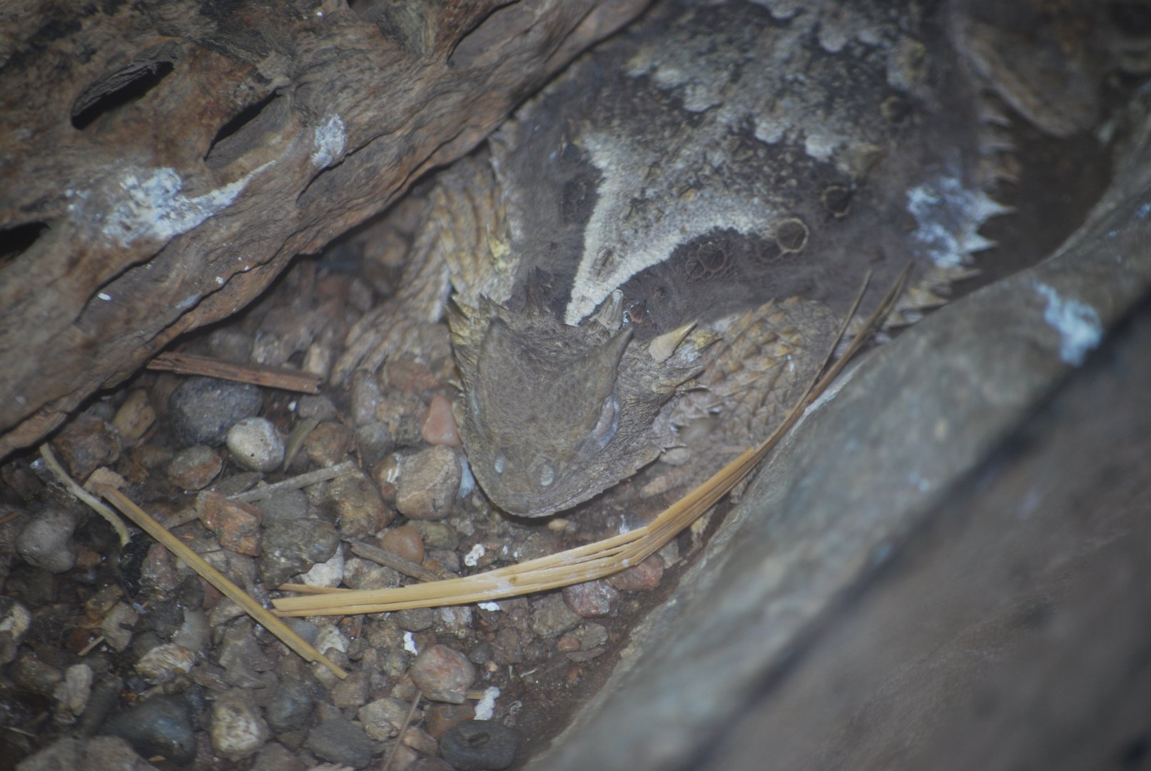 Giant Mexican Spiny Lizard