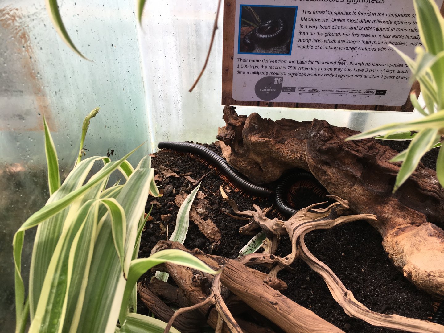 Giant millipede 010817