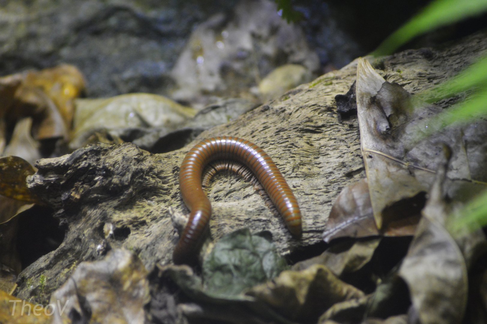 Giant millipede [2018]