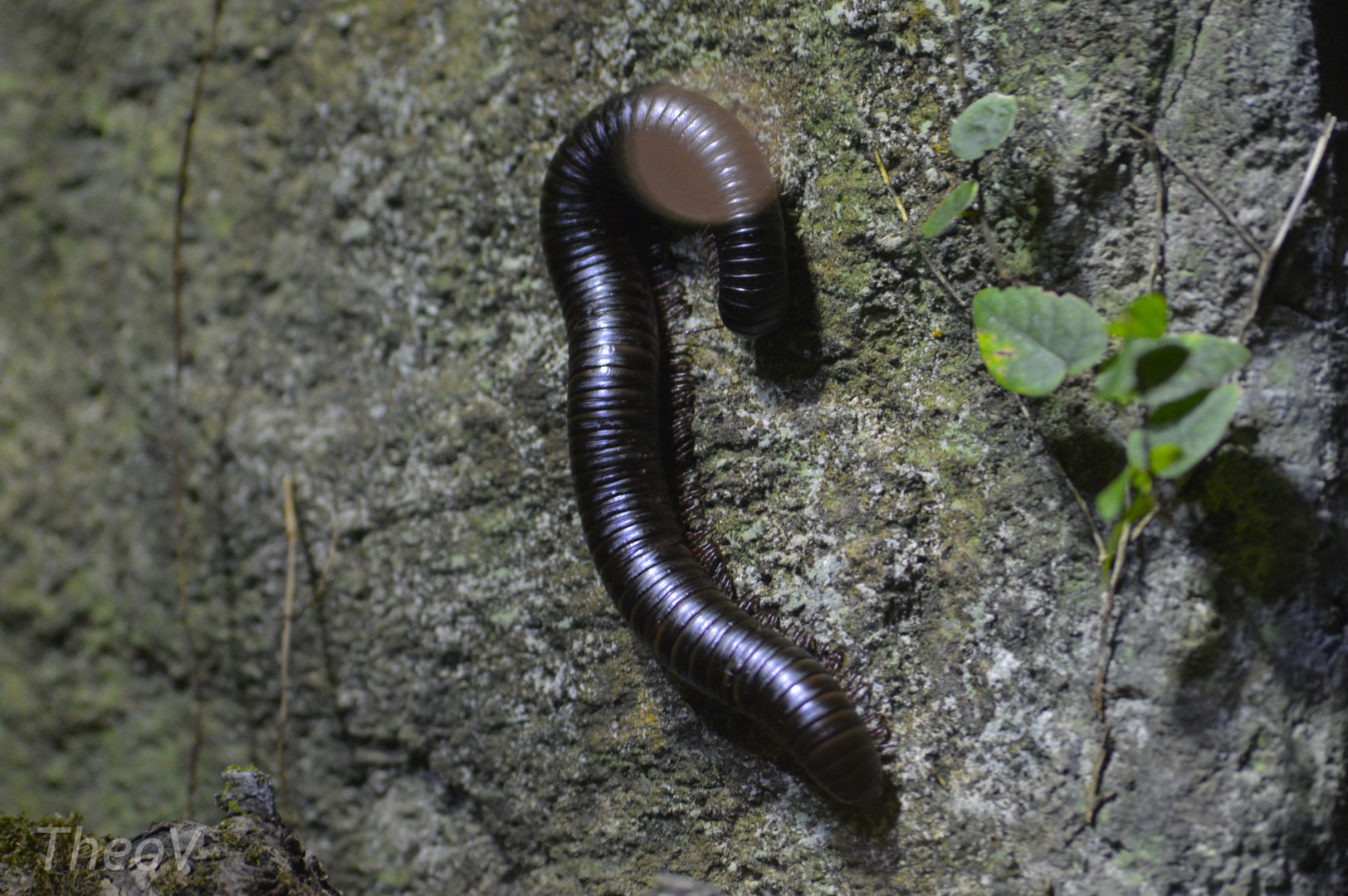 Giant millipede [2018]