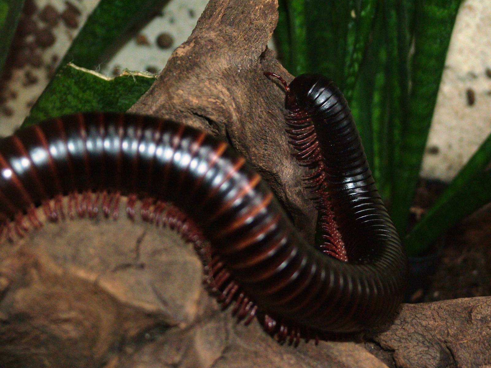 Giant Millipede at Dvur Kralove, 27/08/12