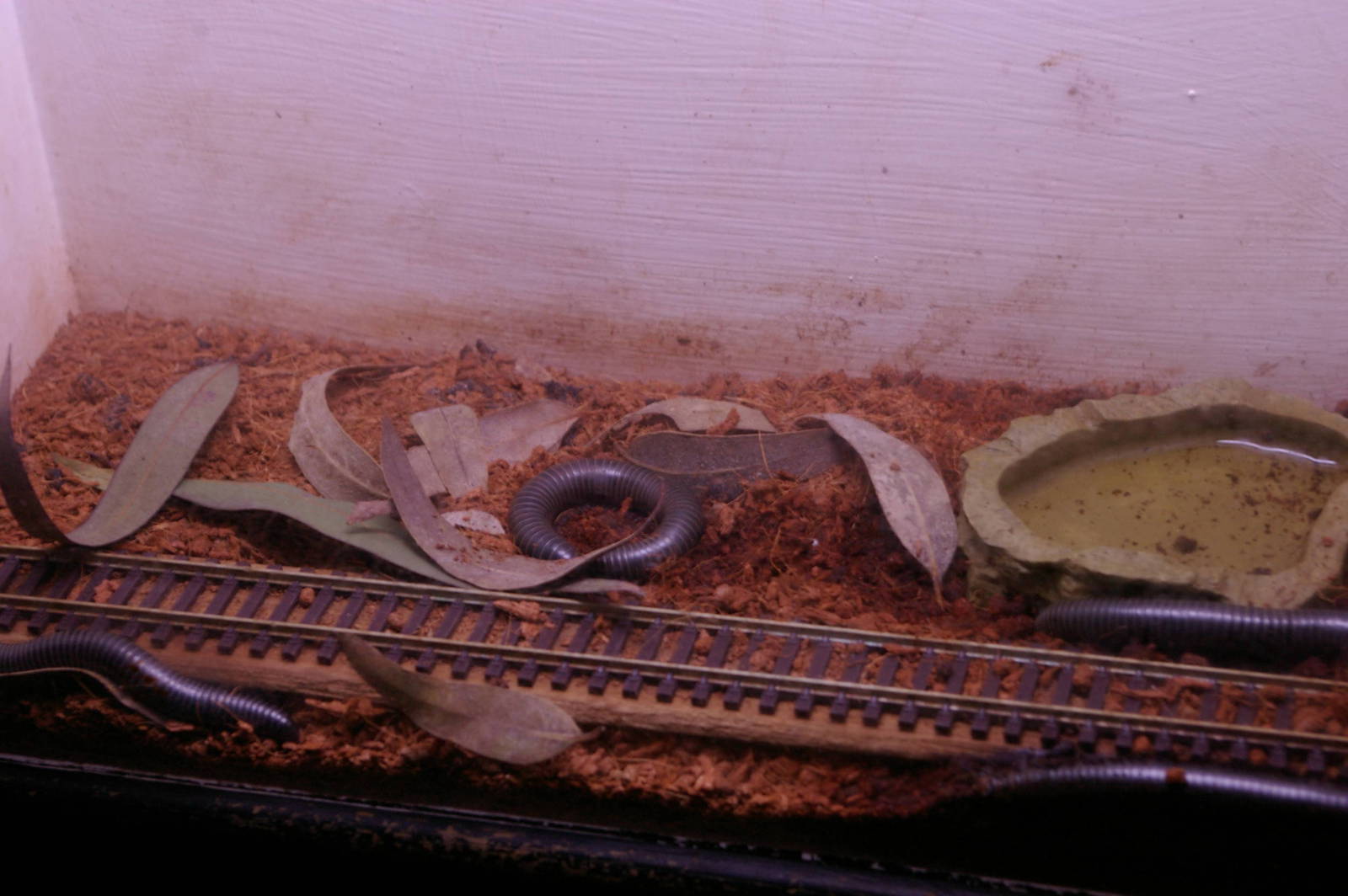 giant millipede tank, Melbourne Aquarium