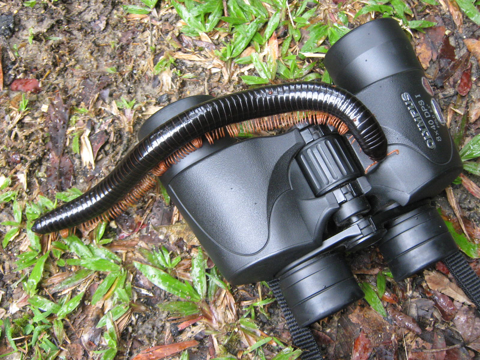 giant millipede