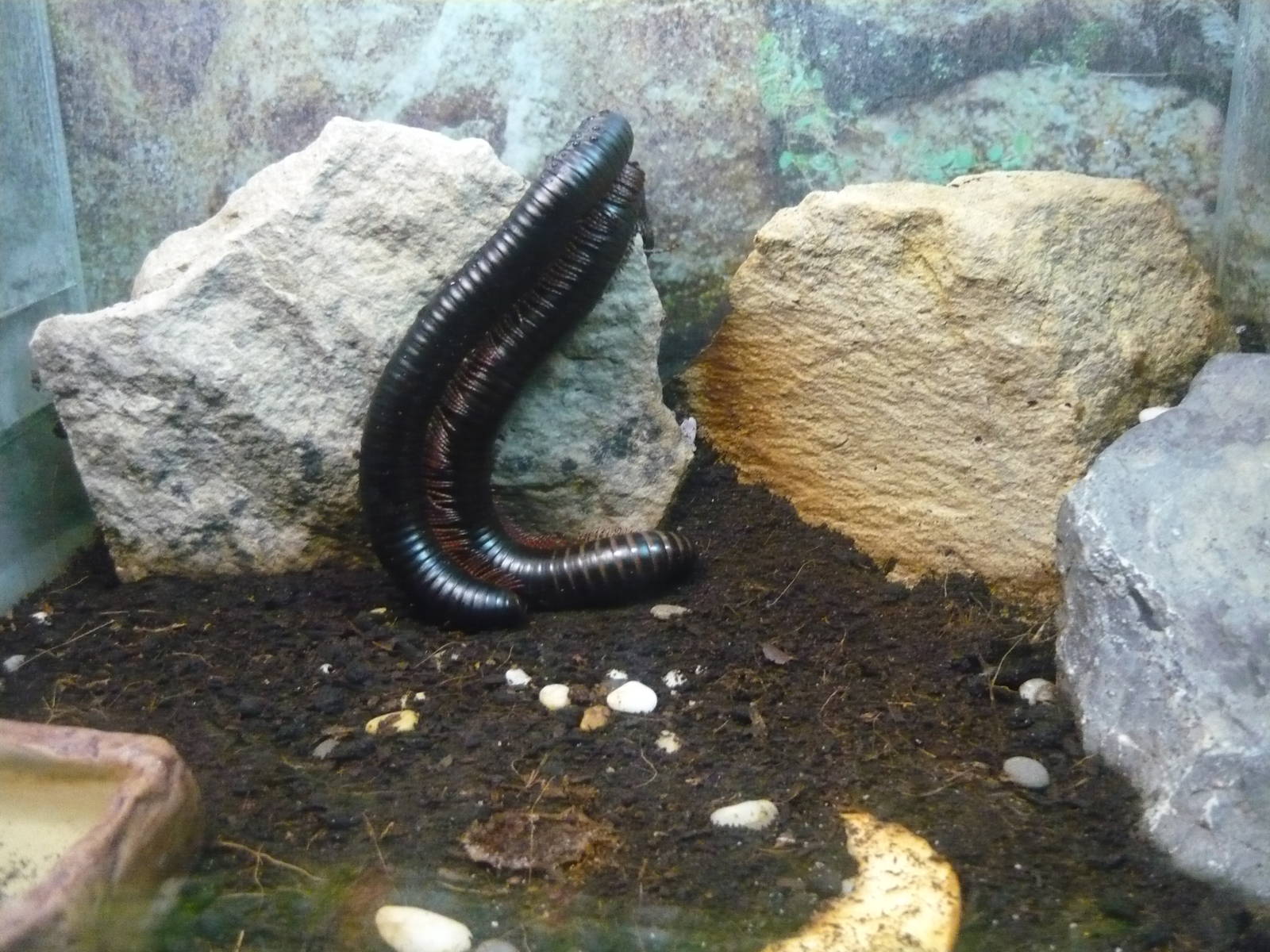 Giant millipede