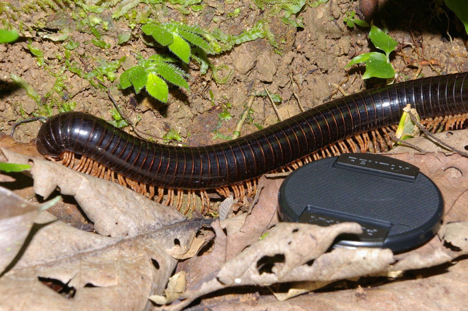 giant millipede