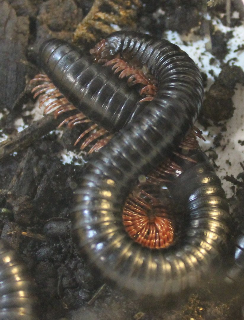 Giant millipedes - Archispirostreptus species