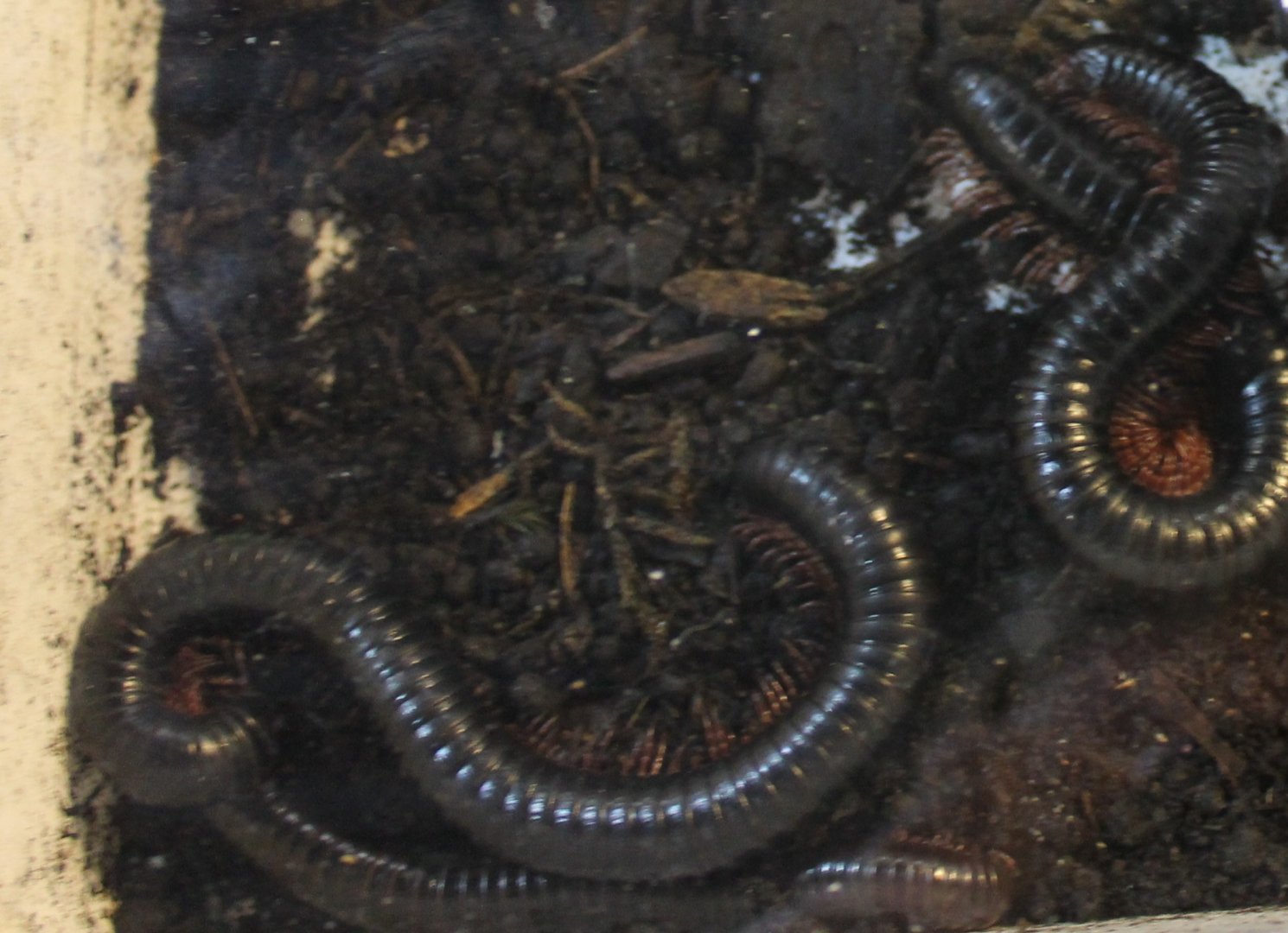 Giant millipedes - Archispirostreptus species