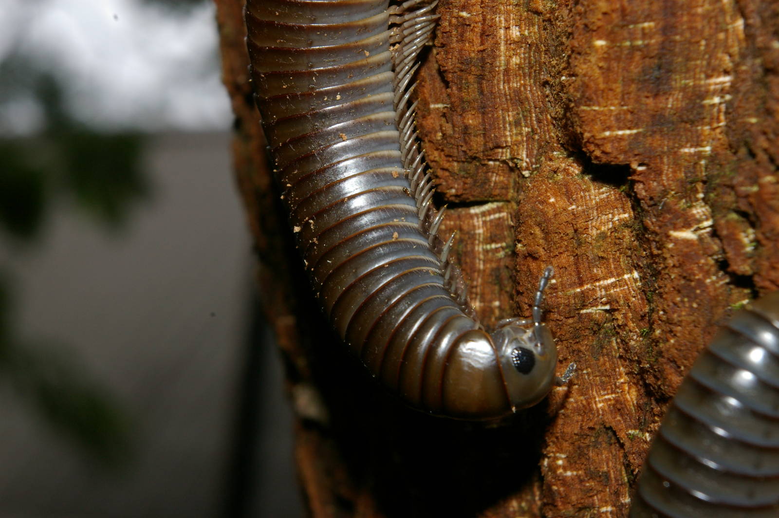 giant millipedes