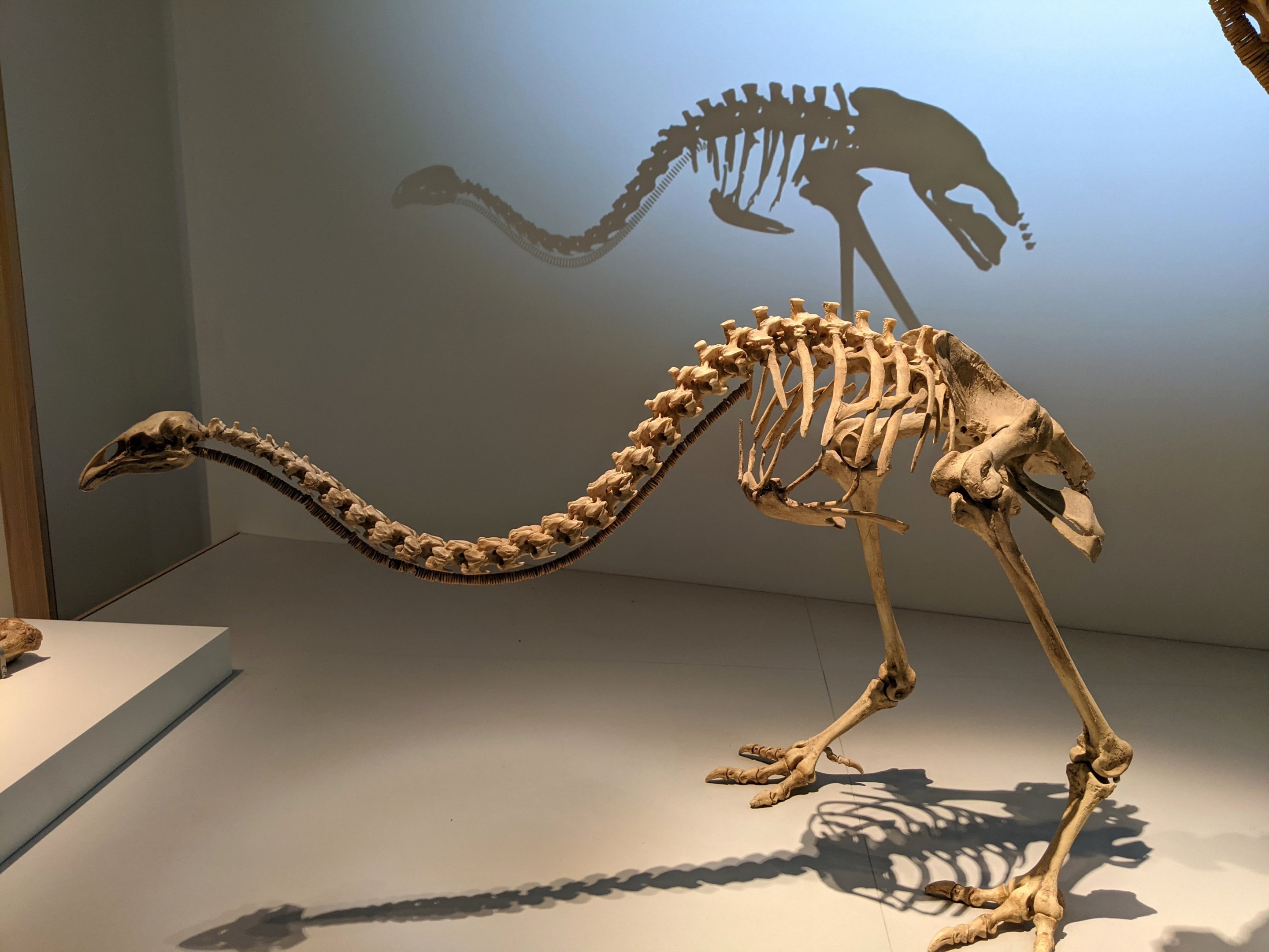 Giant Moa (Dinornis robustus) - skeleton of male