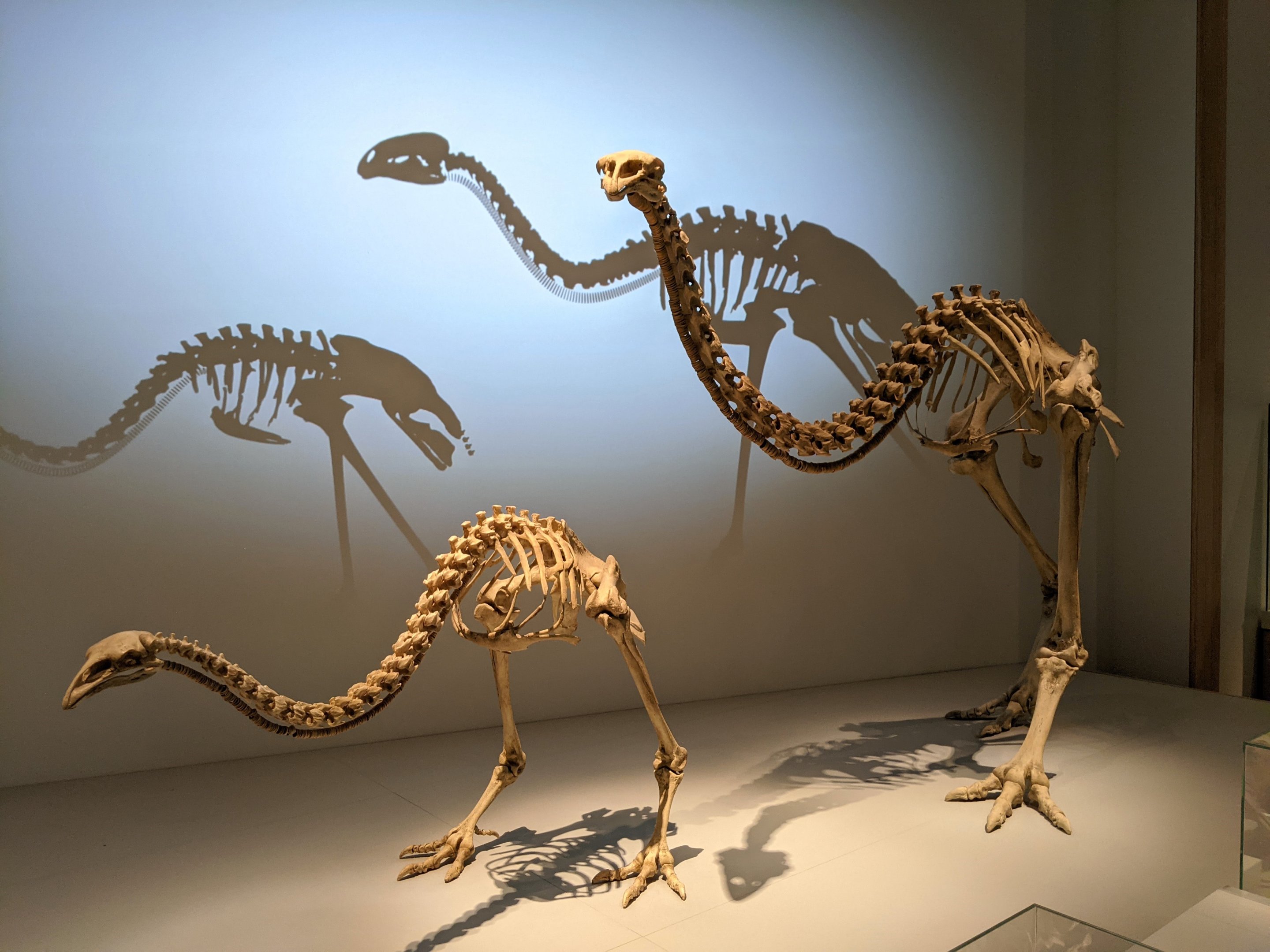 Giant Moa (Dinornis robustus) skeletons - male on left, female on right