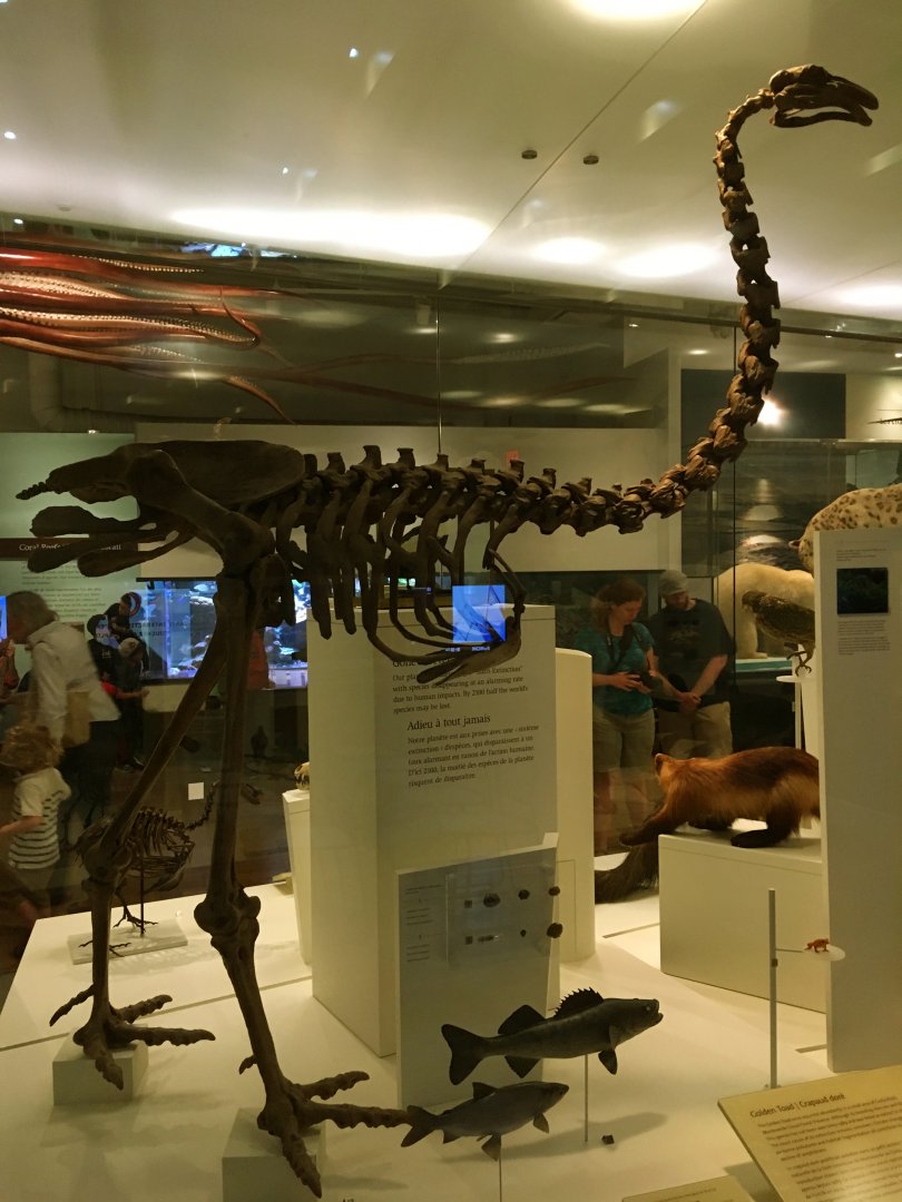 Giant Moa Skeleton
