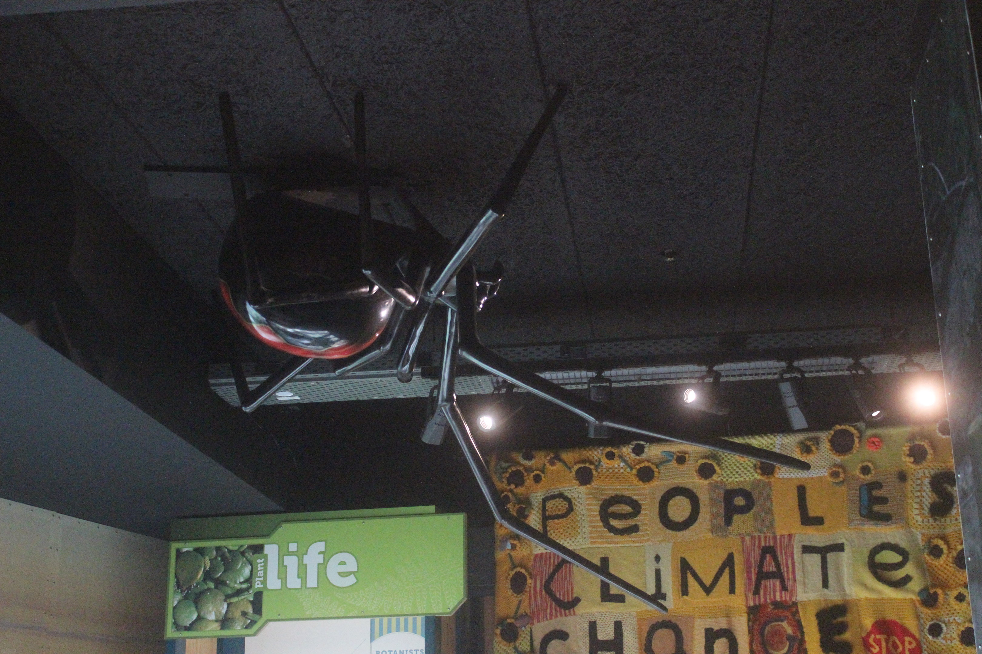 Giant model of female Latrodectus katipo