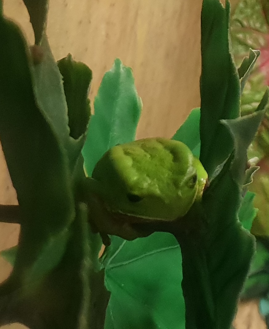 Giant monkey frog - Phyllomedusa bicolor