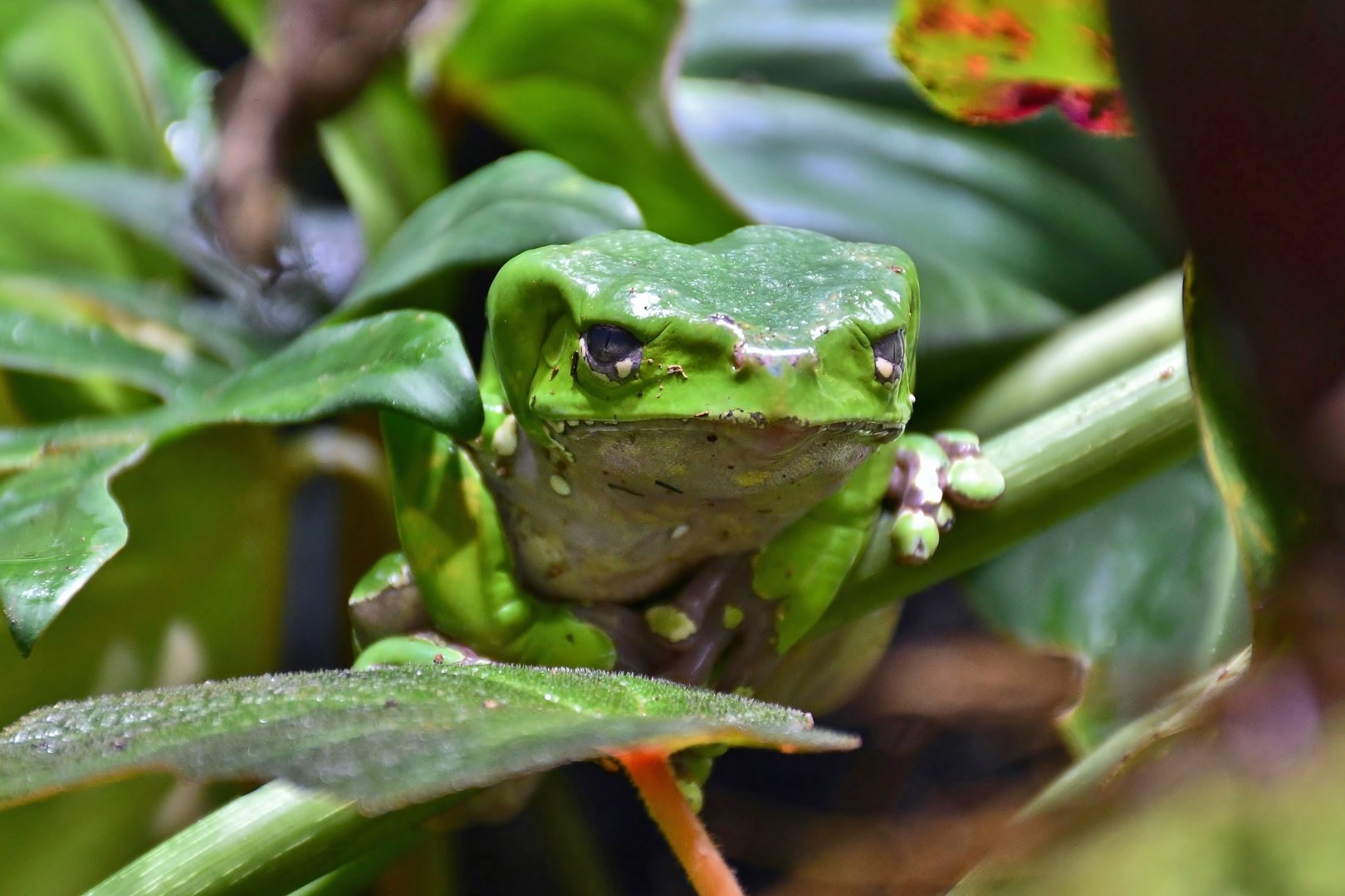 Giant Monkey Frog (Phyllomedusa bicolor)