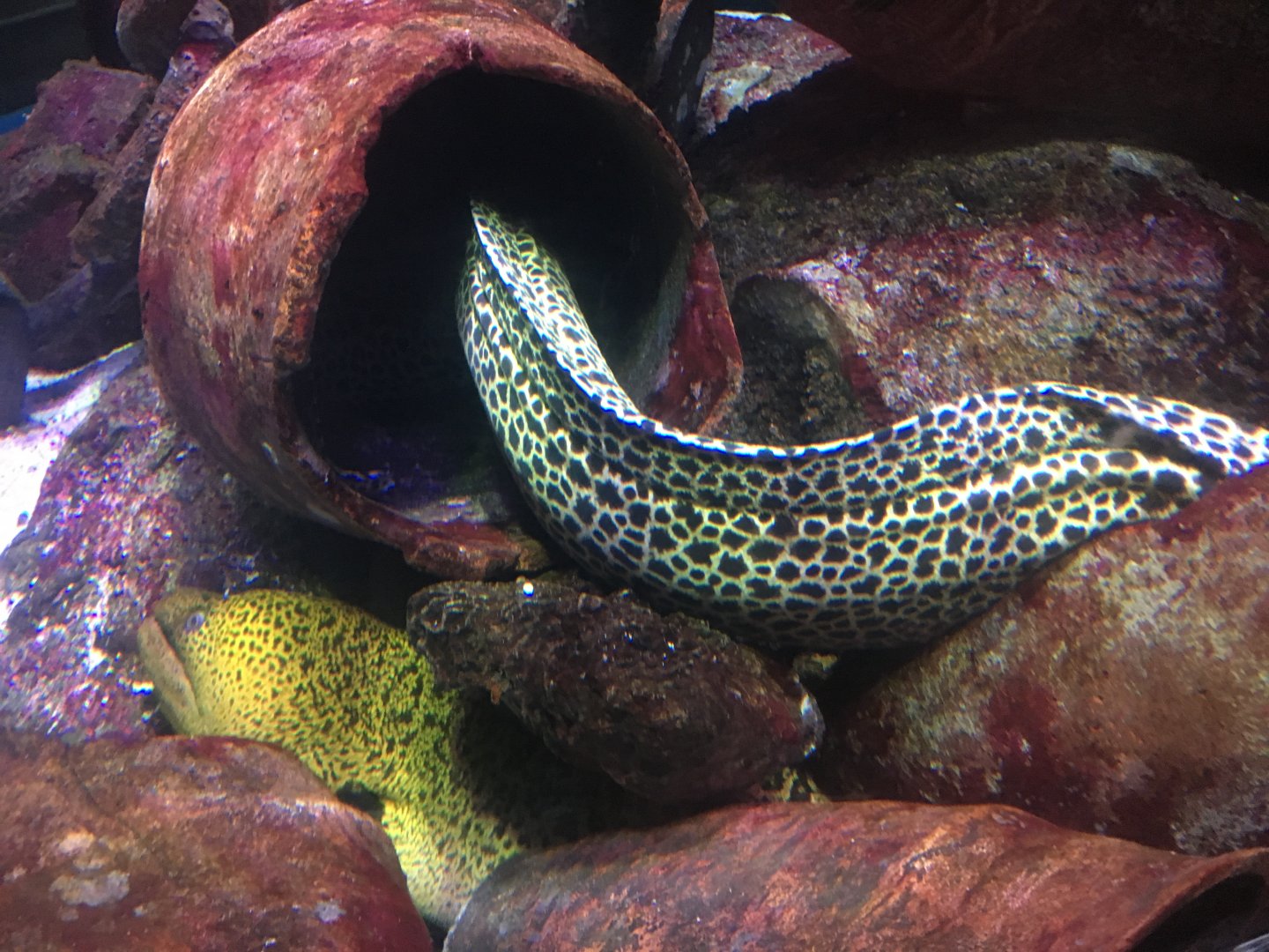 Giant Moray and Honeycomb Moray