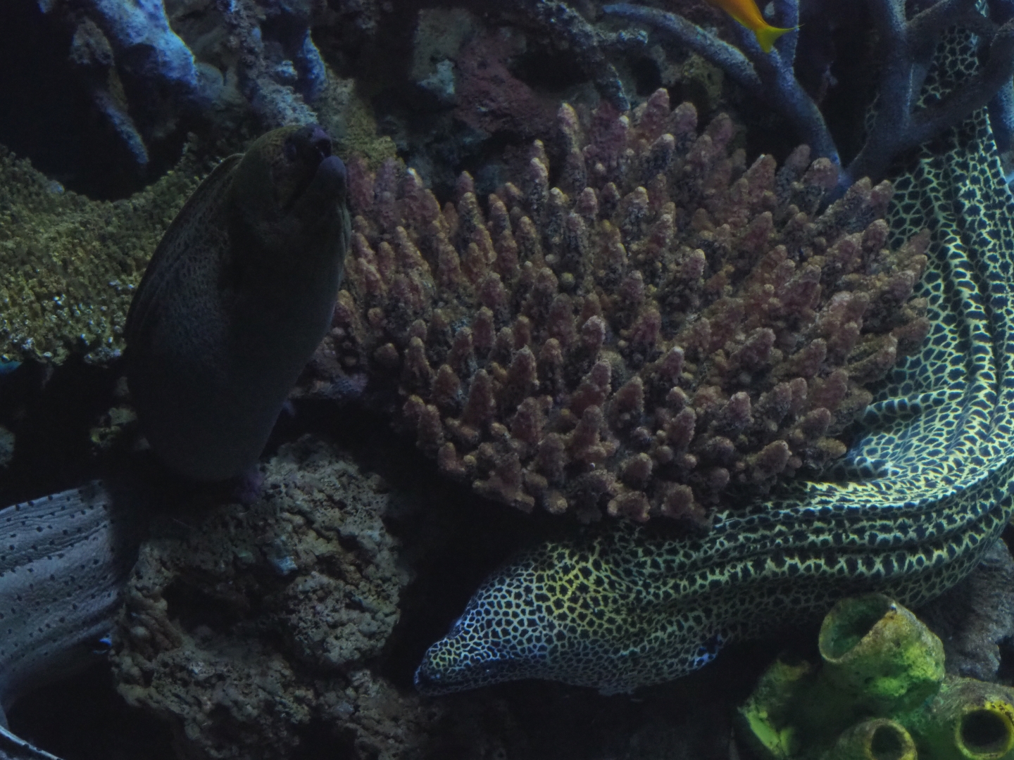 Giant moray eel (Gymnothorax javanicus) and Laced moray eel (G. favagineus), Nov 10th, 2018