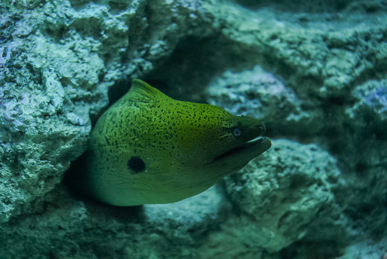 Giant Moray Eel
