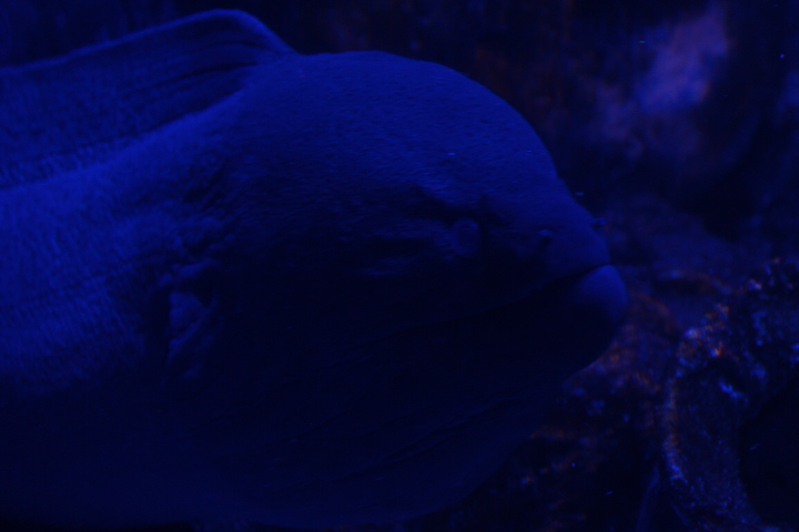 Giant moray (Gymnothorax javanicus) - BXSea