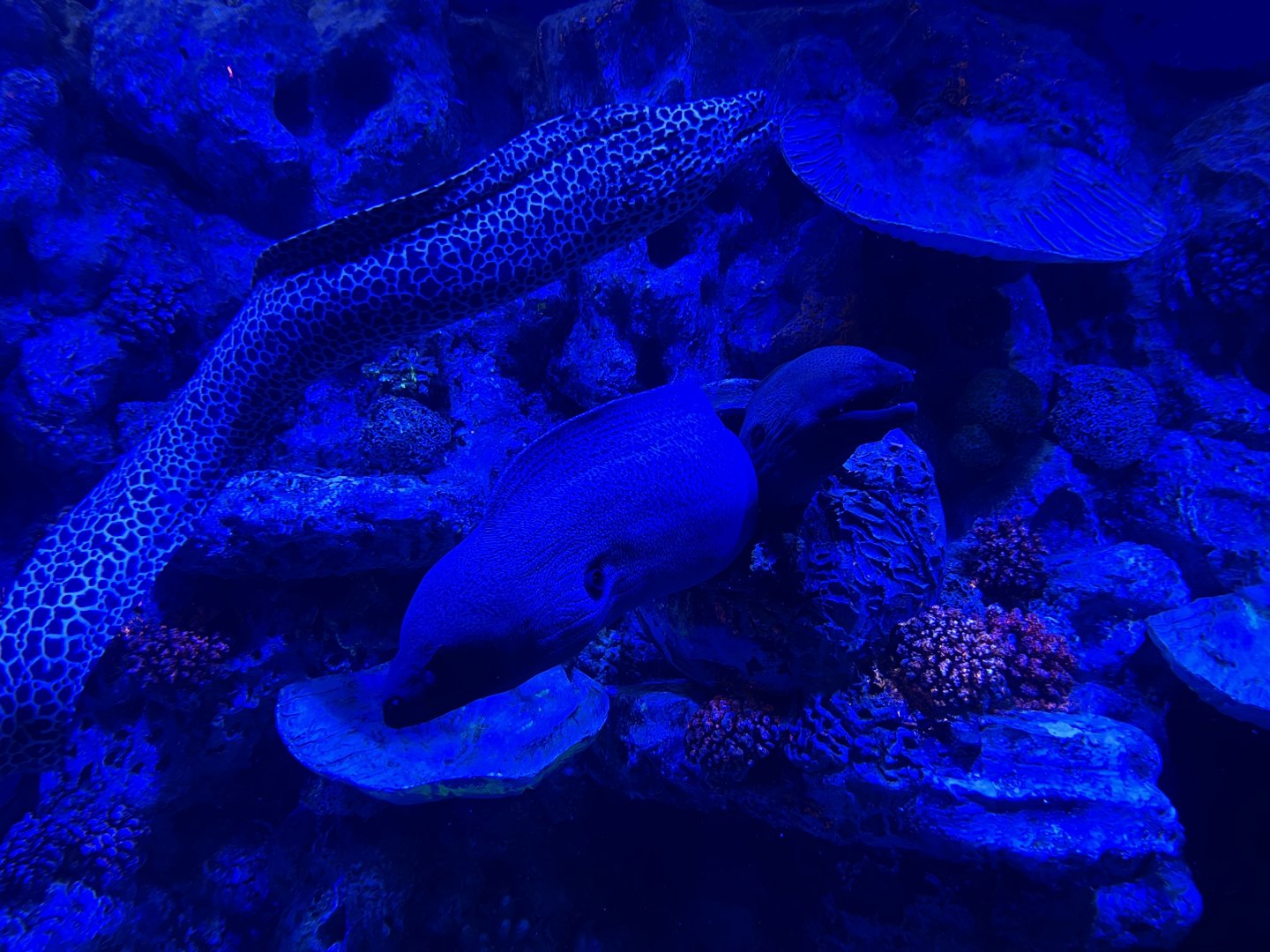 giant moray (gymnothorax javanicus) & laced moray (gymnothorax favagineus) - BX Sea