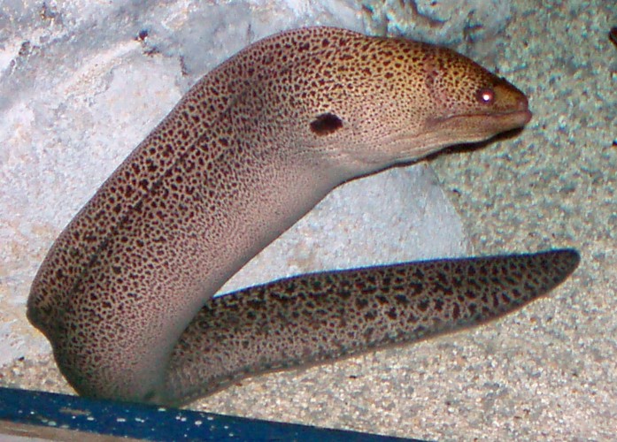 Giant Moray (Gymnothorax javanicus)