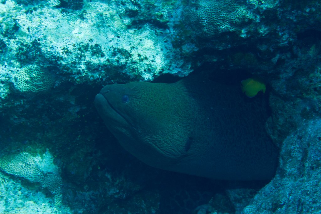 Giant Moray (Gymnothorax javanicus)