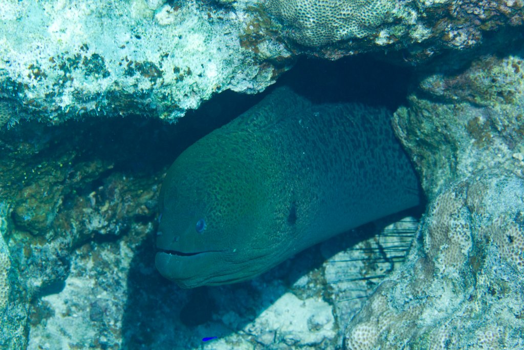 Giant Moray (Gymnothorax javanicus)