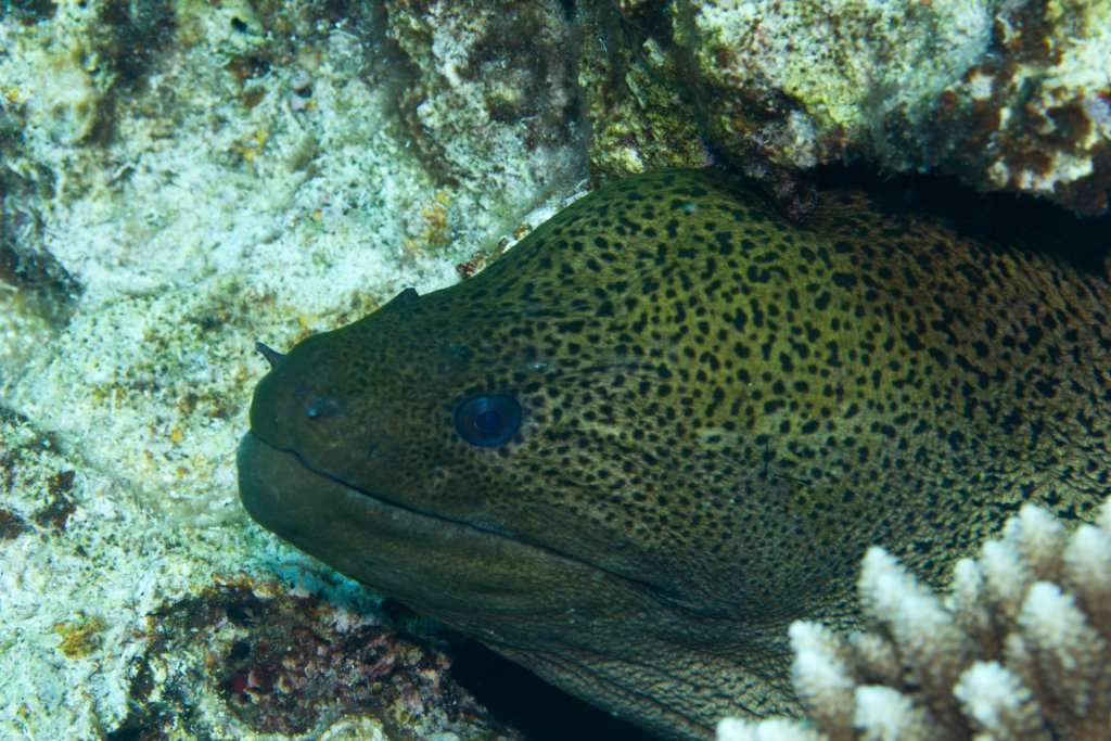 Giant Moray (Gymnothorax javanicus)
